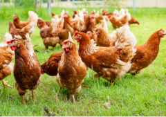 Cluckora Poultry